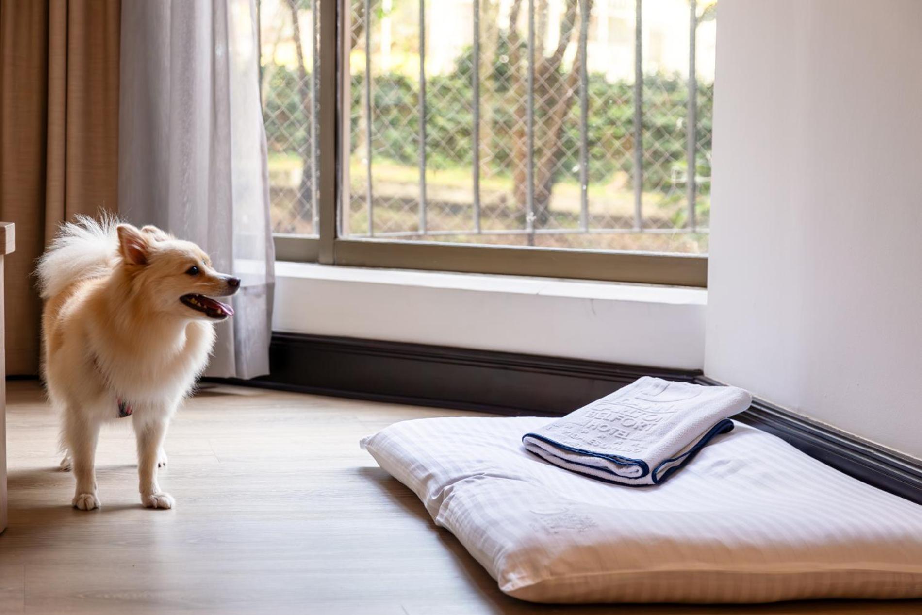 麦德林-贝尔福-达恩卡尔顿酒店 外观 照片 A dog bed