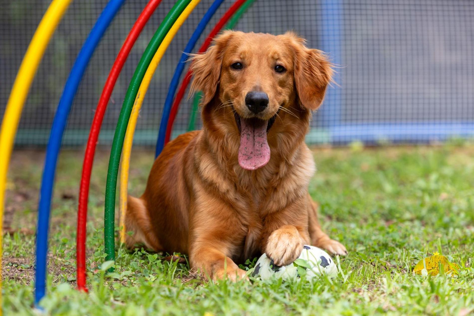 麦德林-贝尔福-达恩卡尔顿酒店 外观 照片 Golden Retriever